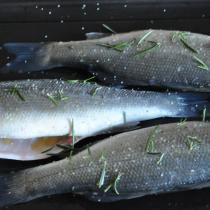 Branzino al cartoccio